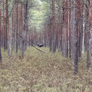 Attēls rakstam Dikļu raibumi - Latvijas Izaicinājums 2025