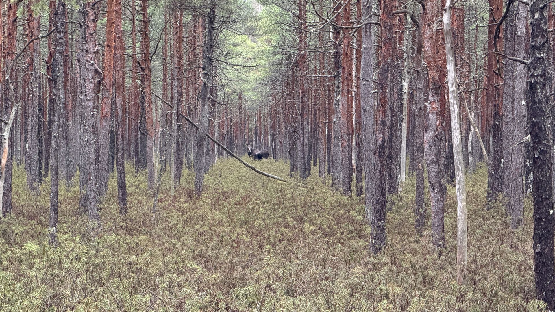 Fona attēls