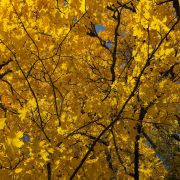 Attēls rakstam Ērgļu pilota noslēpums