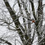 Lielais Ķemeru Tīrelis: Burvīgais Pārgājiens Virs Purva