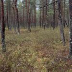 Dikļu raibumi - Latvijas Izaicinājums 2025